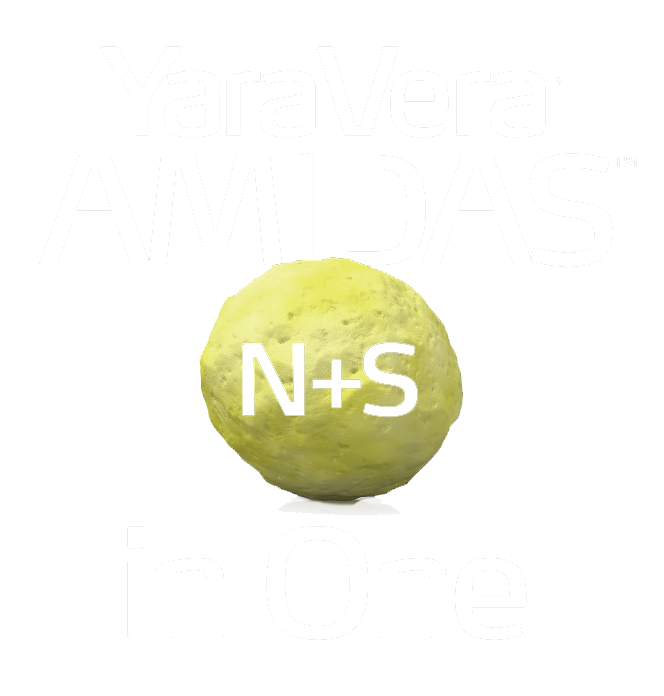 yaravera amidas